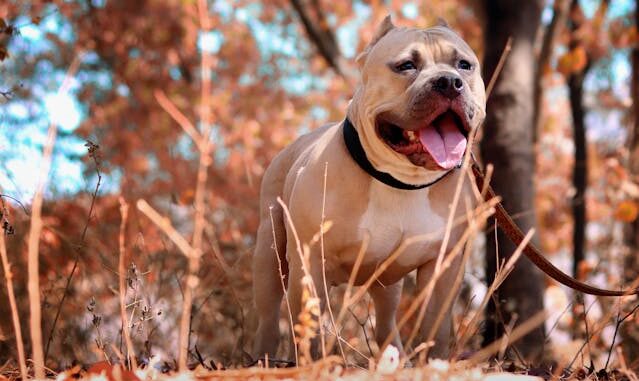 Search for dog and owner underway after fatal attack in Brantford