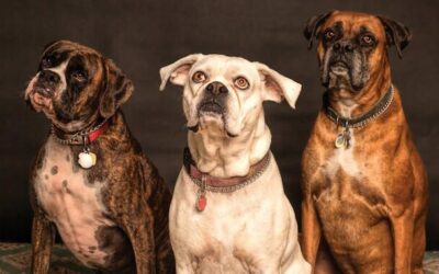 防止咬伤：犬类伴侣的法律责任与最佳实践