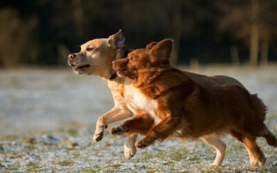 犬类伙伴及其承保后果：了解安大略省的犬类咬伤保险