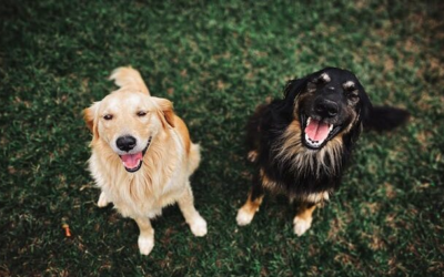 司法的约束？探讨《犬主责任法案》在保护安大略省居民中的有效性