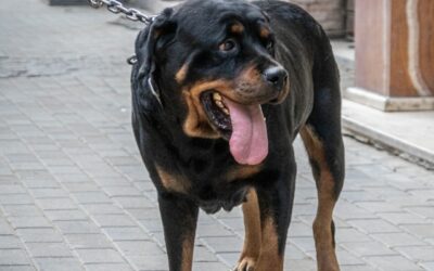 犬类伙伴与责任保障：在安大略省如何保护您的狗狗看护业务