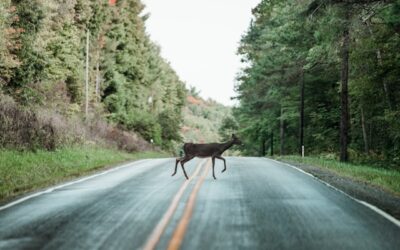 Highway 403 eastbound closed after 2-vehicle crash involving deer