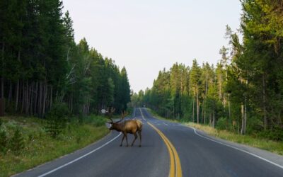 Motorcyclist seriously injured after colliding with moose near Chalk River