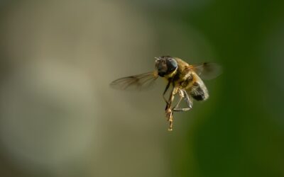 Wasp sting causes UK motorcyclist to crash on Highway 401 in Whitby