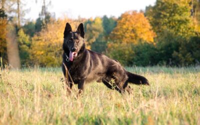 Beyond Bites: Understanding Dog Attacks under Ontario’s Dog Owners’ Liability Act