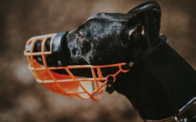 Ontario’s Role in Dog Bite Cases: Animal Control, Dangerous Dog Designation, and Muzzle Orders