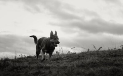After a Dog Attack: Understanding the Role of Animal Control in Ontario