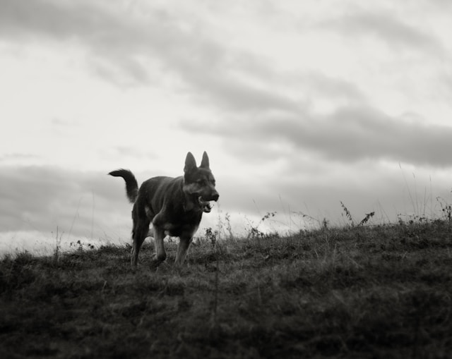 After a Dog Attack: Understanding the Role of Animal Control in Ontario