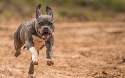 Pit bull sought after attacking pedestrian in Hensall
