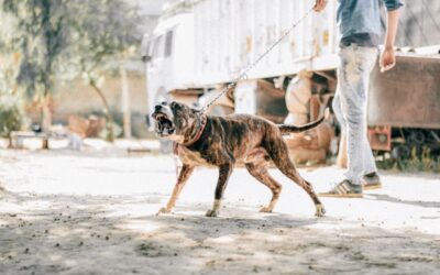 Responding to Dog Attacks in Ontario: The Crucial Role of Reporting and Animal Control