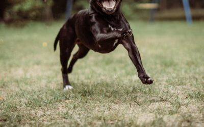 Reporting Dog Attacks in Ontario – A Step-by-Step Guide