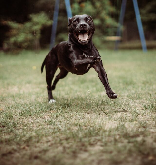 Reporting Dog Attacks in Ontario – A Step-by-Step Guide