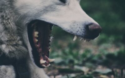 One of several dogs shot dead by police following attack on pedestrians in Niagara Falls