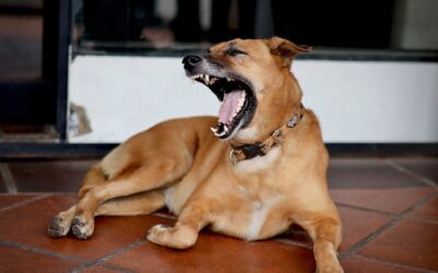 Understanding Liability and Shared Responsibility in Ontario Dog Attacks