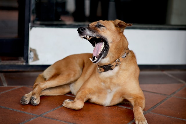 Understanding Liability and Shared Responsibility in Ontario Dog Attacks