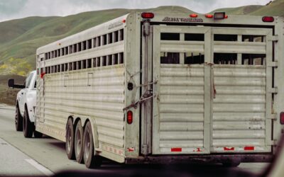 Cattle truck flips over on Highway 11 near Bracebridge