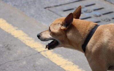 Police officer attacked by dog after stopping impaired driver in Owen Sound