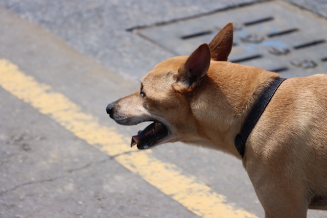 What to Do After a Dog Attack in Ontario: Understanding Animal Control and Your Rights