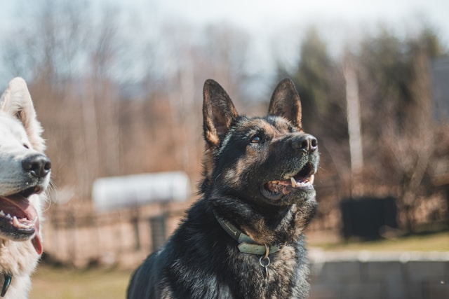 How Damages Are Determined in Ontario Dog Bite Lawsuits