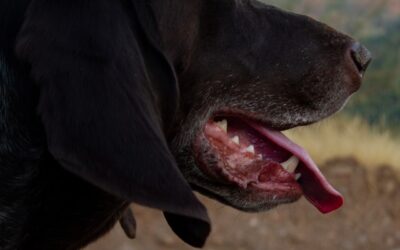多伦多女子因狗袭击儿童被判刑