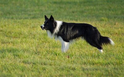 Dog owner sought after bite incident in Flesherton