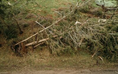 Two elderly women injured after getting struck by falling tree branches in Toronto’s North Riverdale