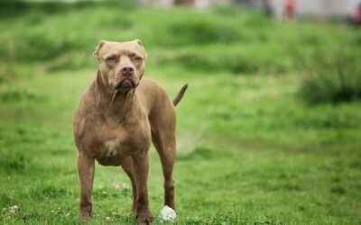 Loose dog attacked several people, including child, in southwest Barrie