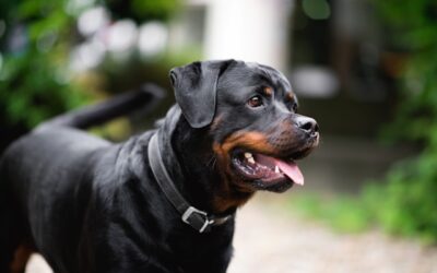 One of two dogs that violently attacked Amherstburg child, mother and pet remains on muzzle order