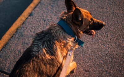 Dog attack in downtown Toronto leaves two people injured