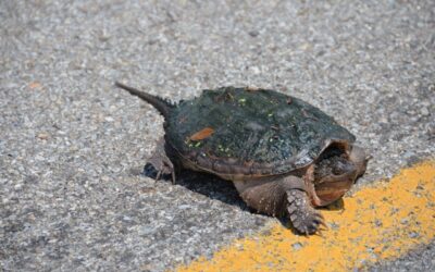 Ottawa driver charged after stopping for turtle causes crash on Hwy. 60 in North Algona-Wilberforce Township