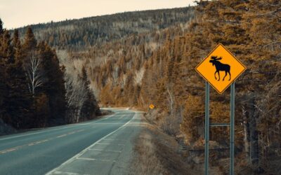 Two drivers hospitalized following collision involving moose on Hwy. 64 in French River