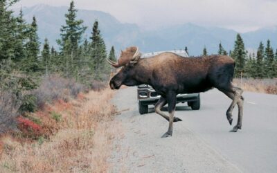 Sudbury driver dies after colliding with moose on Highway 17